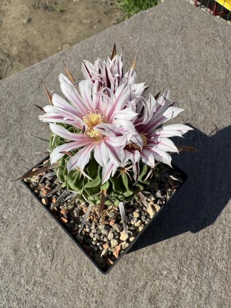 Stenocactus multicostatus